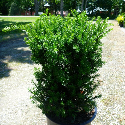 Hills Yew: Taxus x media ‘Hillii’