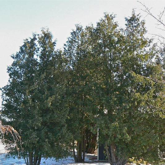 Wild White Cedar: Thuja occidentalis