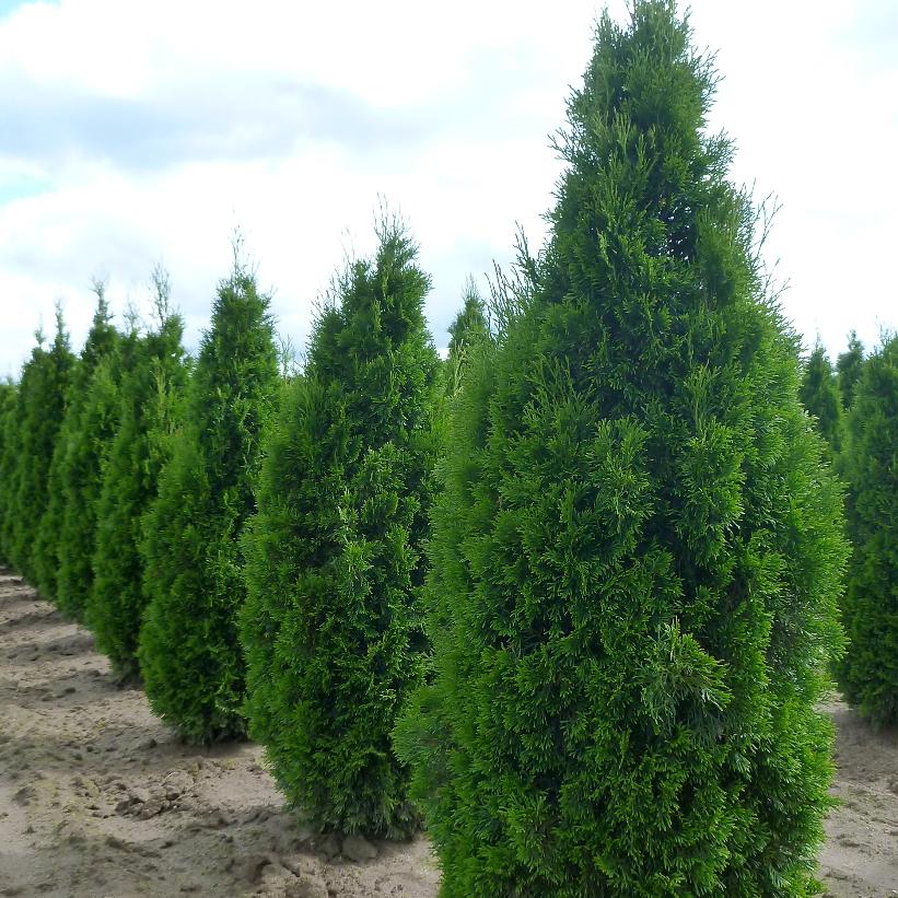 Emerald Cedar: Thuja occidentalis - BBC Pot 200CM Tall