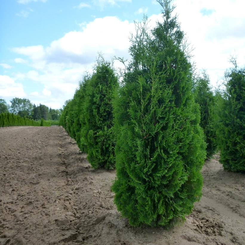 Pyramid Cedar: Thuja occidentalis 'Fastigiata'