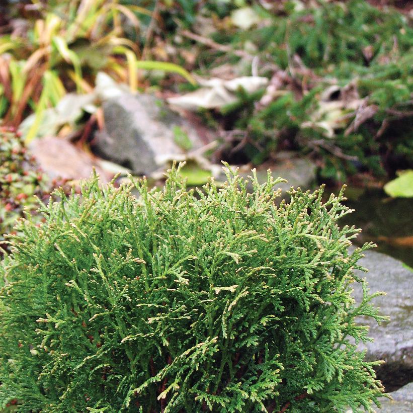 Little Giant Cedar: Thuja occidentalis 'Little Giant'