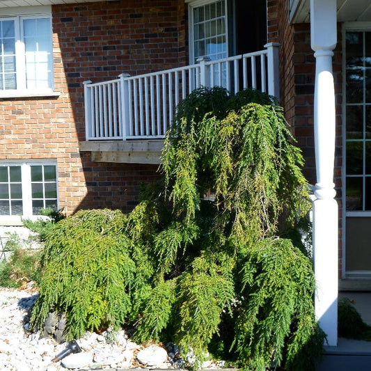 Weeping Hemlock: Tsuga canadensis 'Pendula'
