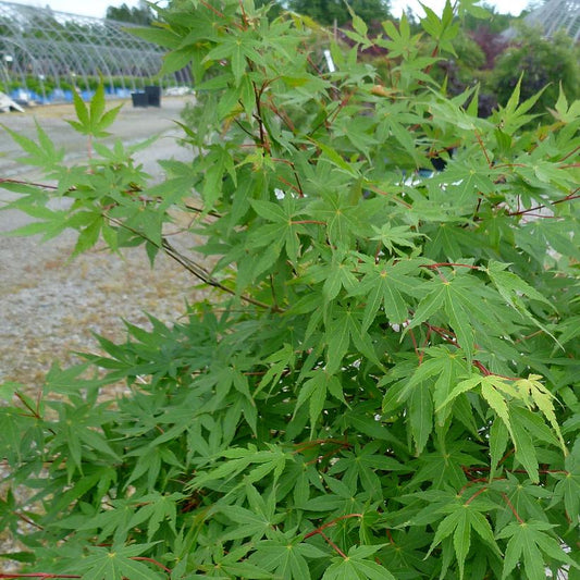 Japanese Maple: Acer palmatum