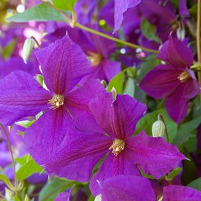 Jackmanii: Clematis - 1GAL Pot