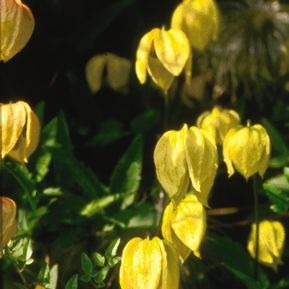 Golden Clematis: Clematis Tangutica - 3GAL Pot