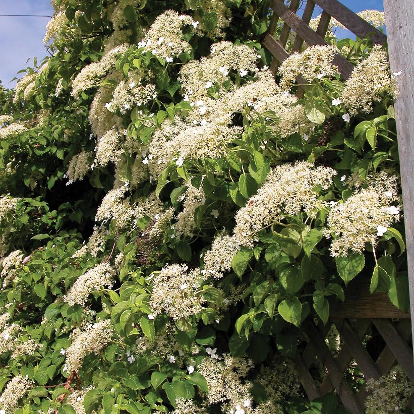 Climbing Hydrangea: Hydrangea petiolaris