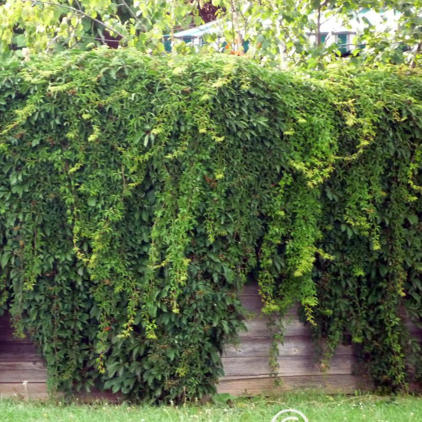 Virginia Creeper: Parthenocissus quinquefolia - 1GAL Pot