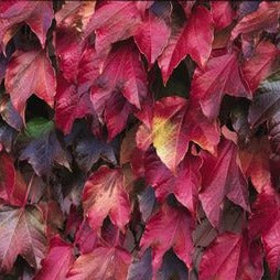 Boston Ivy: Parthenocissus tricuspidata 'Veitchii'