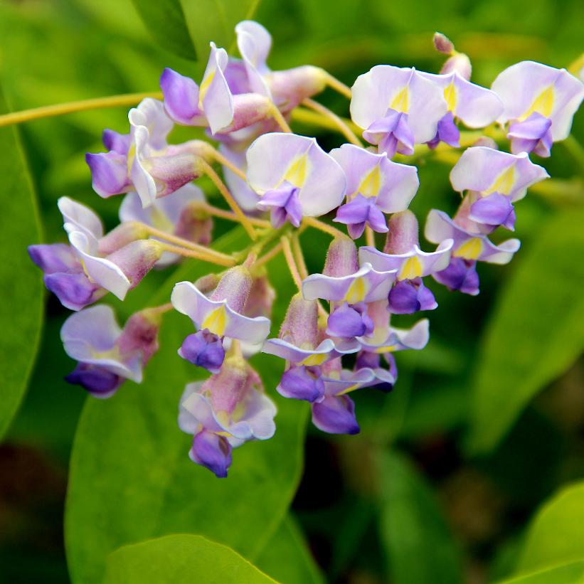 Blue Moon: Wisteria macrostachya - 1GAL Pot