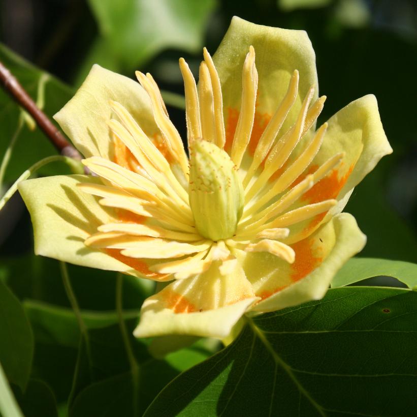 Tulip Tree: Liriodendron tulipifera