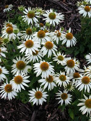 White Swan Coneflower: Echinacea - 2GAL Pot