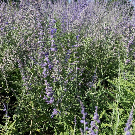 Lacey Blue Sage: Perovskia atriplicifolia 'Lisslitt' - 1GAL Pot