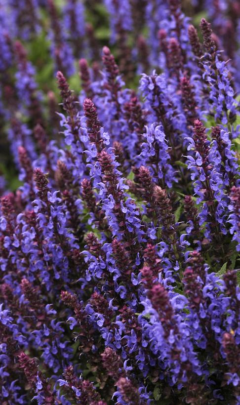 Perrenial Sage: Salvia nemorosa 'Sensation Sky Blue' - 1GAL Pot