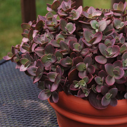 Cherry Tart Stonecrop: Sedum - 1GAL Pot