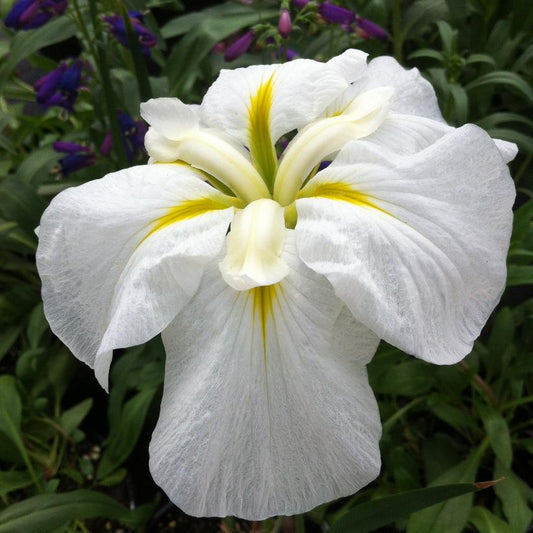 Gold Bound Japanese Iris: Iris ensata - 1GAL Pot