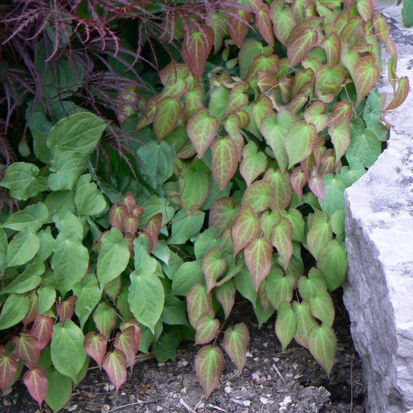 Red Barrenwort: Epimedium rubrum - 1L Pot