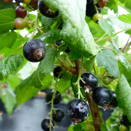 Wellington Currant: Ribes nigrum - 2GAL Pot