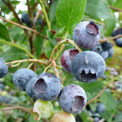 Duke Blueberry Bush: Vaccinium corymbosum - 2GAL Pot