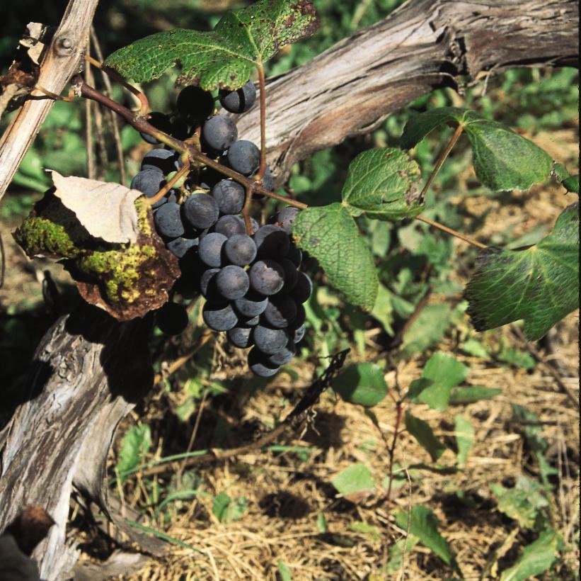 Concord Grape on Trellis: Grape 'Concord' - 4GAL Pot on Trellis
