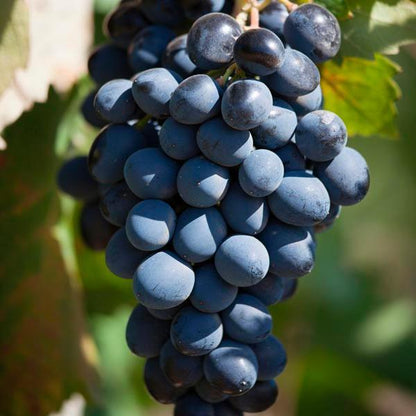Fredonia Grape: Vitis labrusca - 2GAL Pot