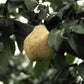 Red Bartlett Pear: Pear 'Red Bartlett' Tree - 17 Inch Pot - 10+ Feet Tall
