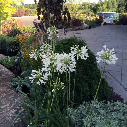 Lily of the Nile: Agapanthus africanus 'Albidus' - 1GAL Pot