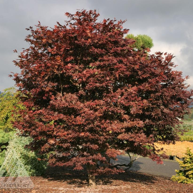 Fireglow Japanese Maple: Acer palmatum - 2GAL Pot