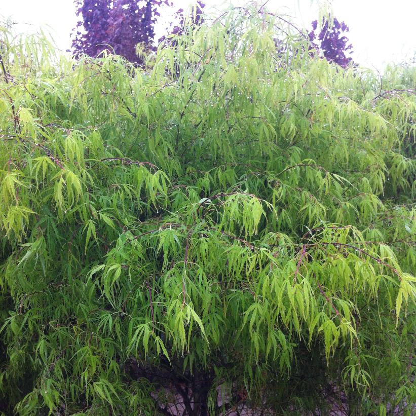 Koto-No-Ito Japanese Maple: Acer palmatum - 100CM Tall 3Gal Pot