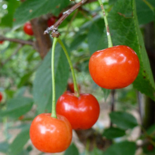Montmorency Sour Cherry Tree: Prunus avium - 45mm Caliper WB