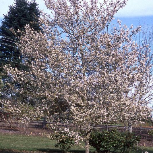 Princess Diana Serviceberry: Amelanchier x grandiflora - 125CM Tall 7GAL Pot