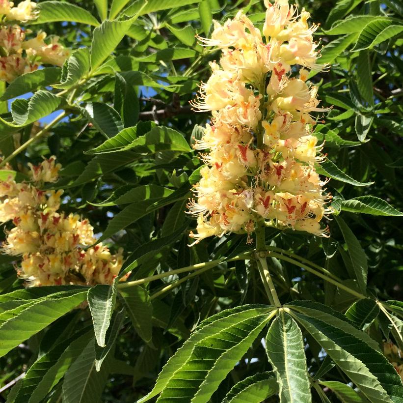 Yellow Buckeye: Aesculus flava/octandra - 50mm Caliper WB