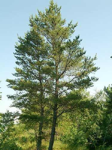 Jack Pine: Pinus banksiana
