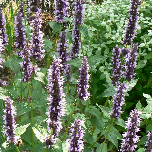 Black Adder Hyssop: Agastache - 1GAL