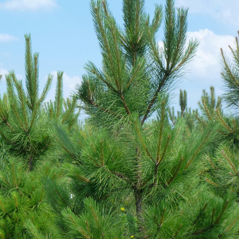 Red Pine: Pinus resinosa
