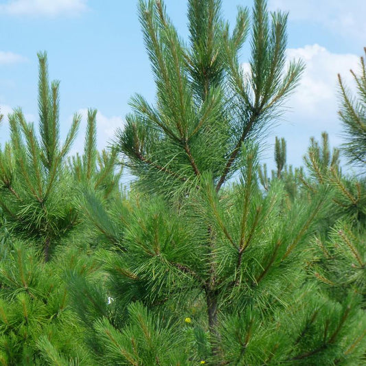 Red Pine: Pinus resinosa