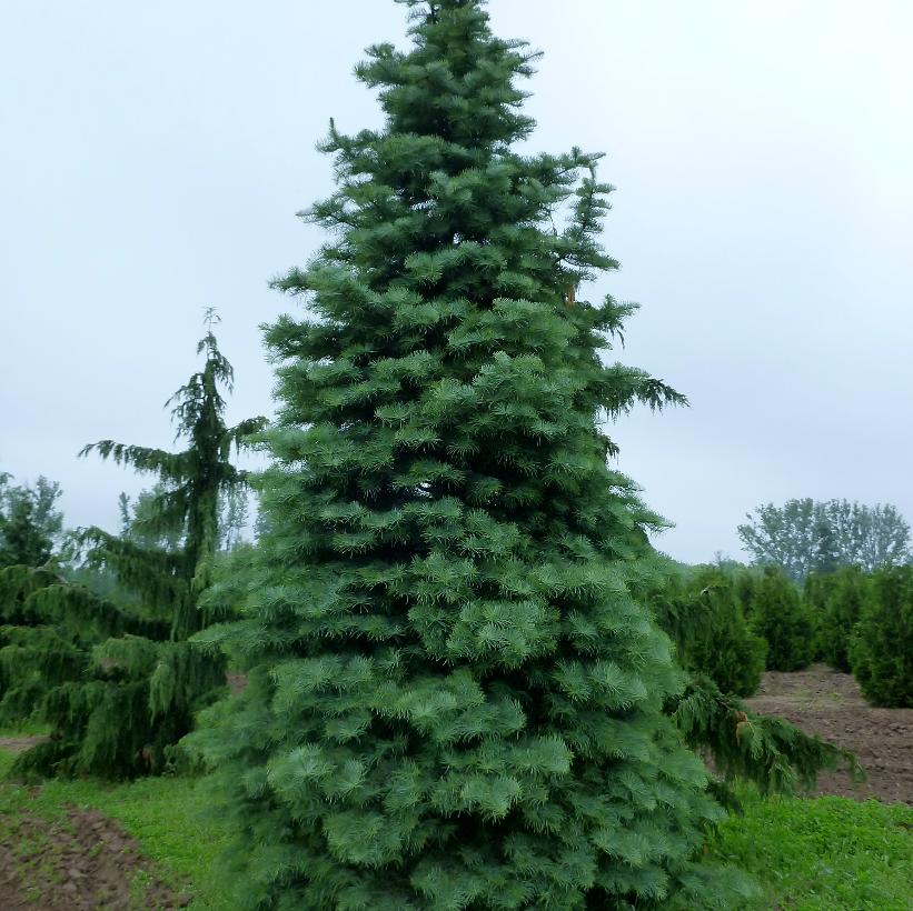 Silver White Fir: Abies concolor