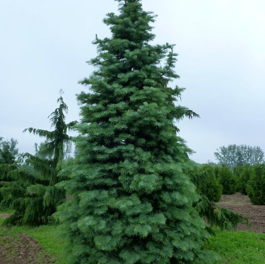 Silver White Fir: Abies concolor