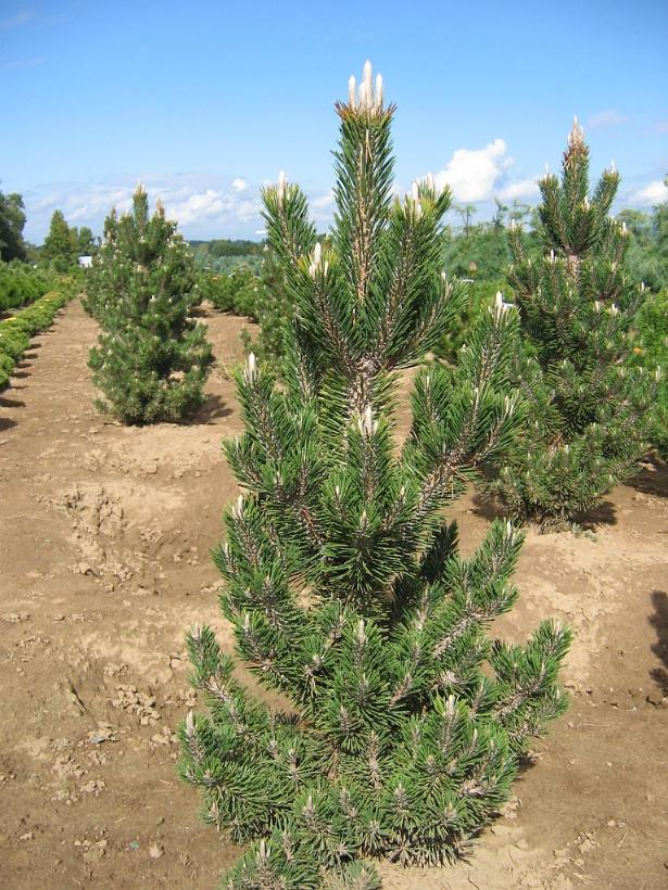 Kotobuki Dwarf Japanese Black Pine: Pinus thunbergii - 60CM Tall 7GAL Pot