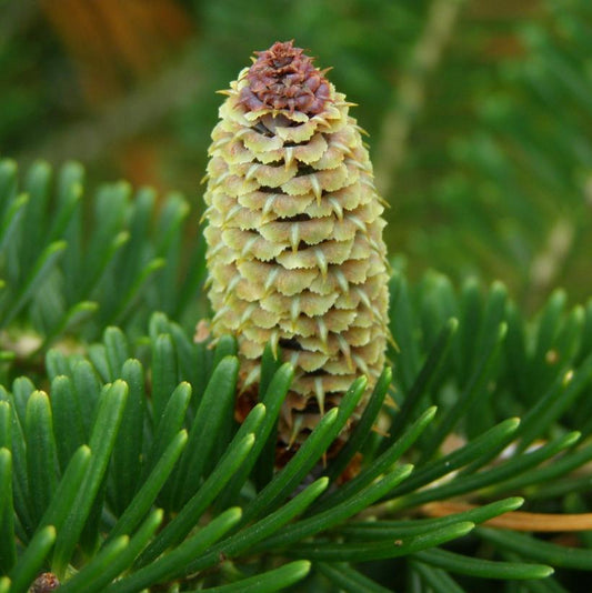 Fraser Fir: Abies fraseri