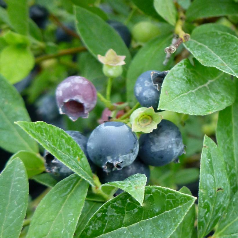 Lowbush Blueberry: Vaccinium angustifolium - 1GAL Pot
