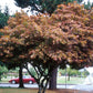 Bloodgood Japanese Maple: Acer palmatum - 10G Pot 175CM Tall