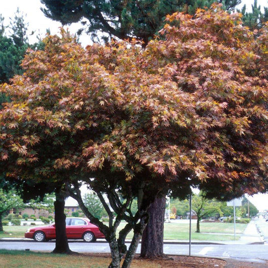 Japanese Maple: Acer Palmatum'Bloodgood' - 10G Pot 175CM Tall