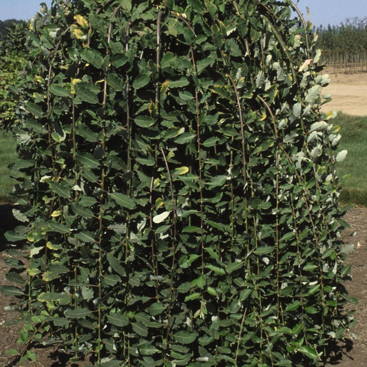 Weeping Pussy Willow: Salix caprea 'Pendula' - 125CM Tall 7Gal Pot Topgraft