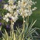 Colour Guard Adam's Needle: Yucca Fil. 'Colour Guard' - 3GAL Pot CM Tall
