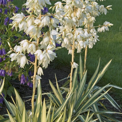 Colour Guard Adam's Needle: Yucca filamentosa - 3GAL Pot