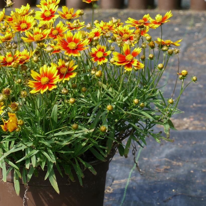 Daybreak Tickseed: Coreopsis - 1GAL Pot