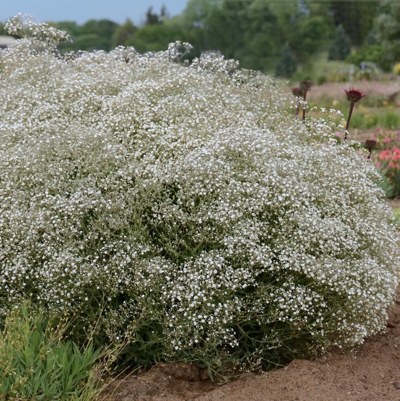 Summer Sparkles Babys Breath: Gypsophila - 1GAL Pot