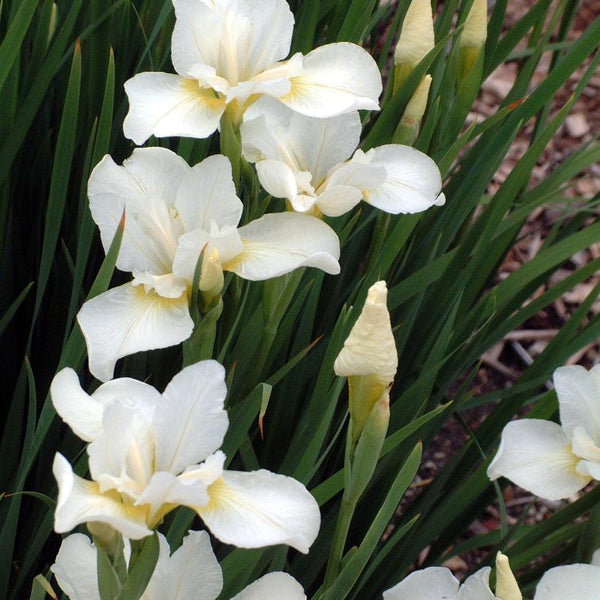 White Swirl: Iris sibirica - 1GAL Pot – Promise Supply