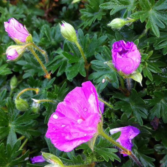 Bloody Cranesbill: Geranium sanguineum 'Max Frei' - 1GAL Pot