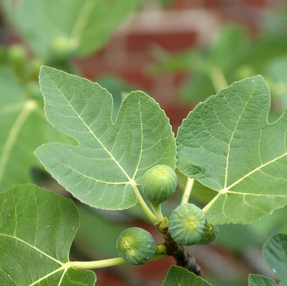 Italian Edible Fig: Ficus carica - 8 inch pot - 2 foot tall